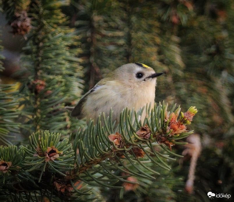 Erdei háttérben ☺️