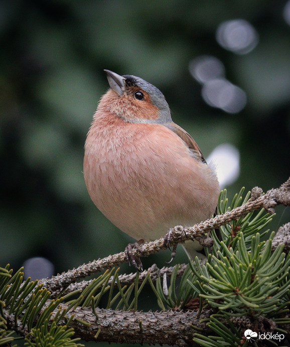 Erdei pinty hím ☺️