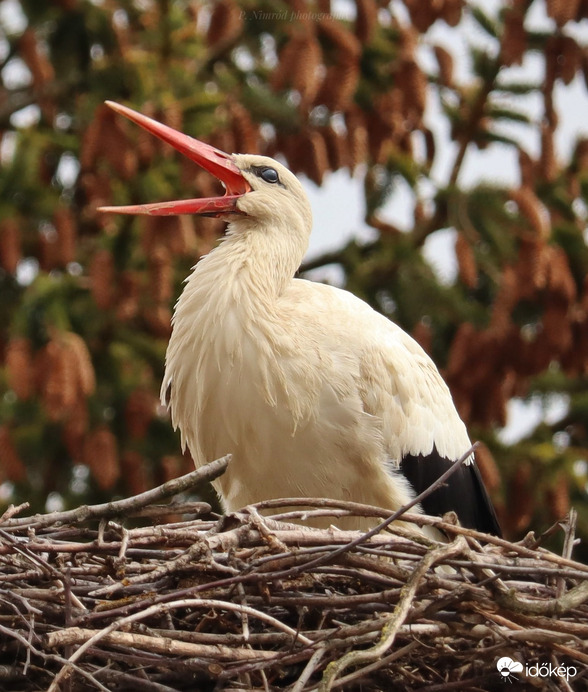 Kelepelés közben ☺️
