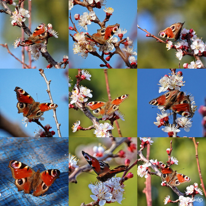 És végül egy összeállítás ☺️