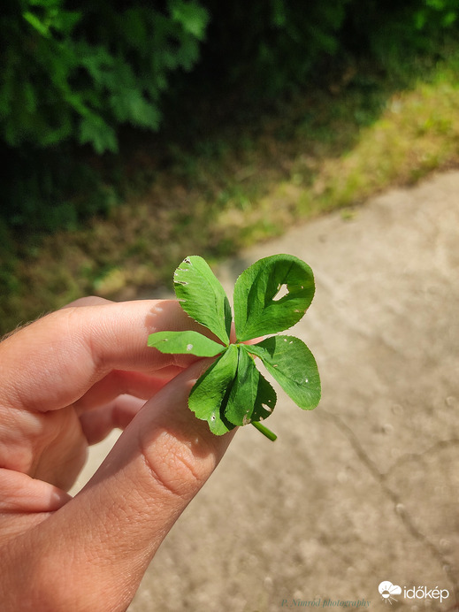 Ilyet se láttam még a mai napig ☺️ 6 levelű lóhere☺️☺️