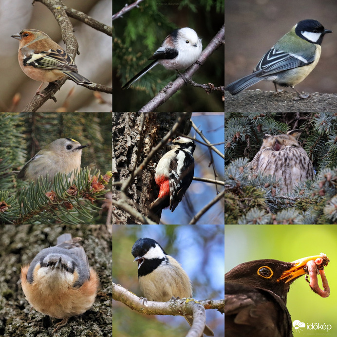 Madaras összeállítás :)