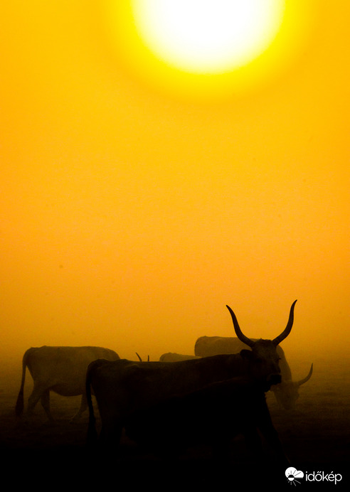 Reggel a magyar ugaron 