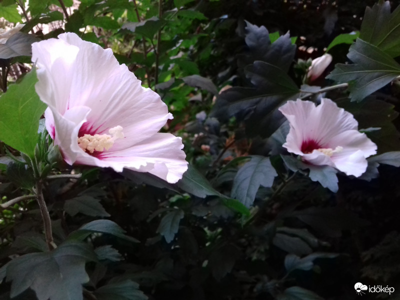 Hibiszkusz