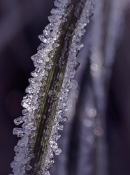 Jégkristályok fűszálon