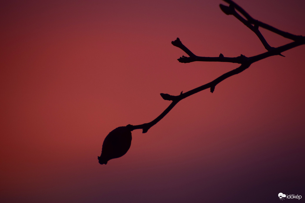 Csipkebogyó és a naplemente színei  :-)