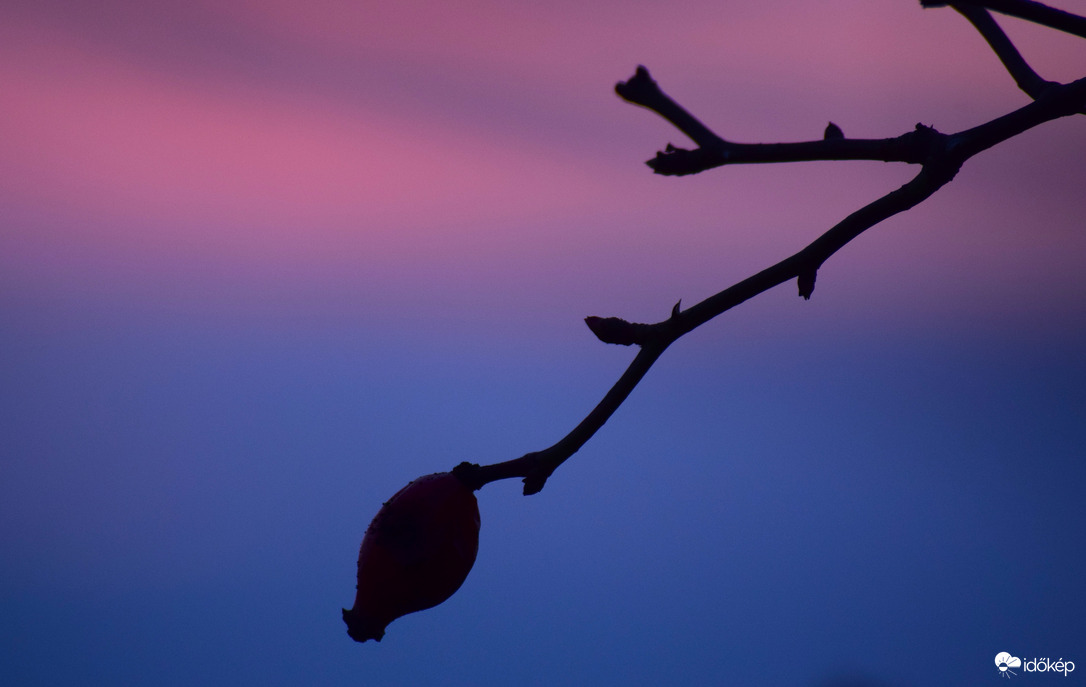Csipkebogyó és a naplemente színei  :-)