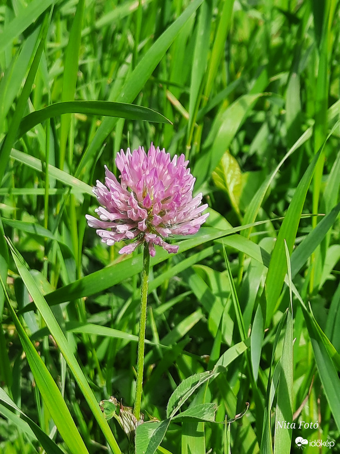 Rózsaszín Réti Here