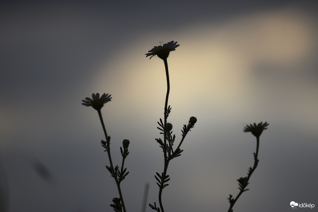 Hétvégi fényjáték & a virágok