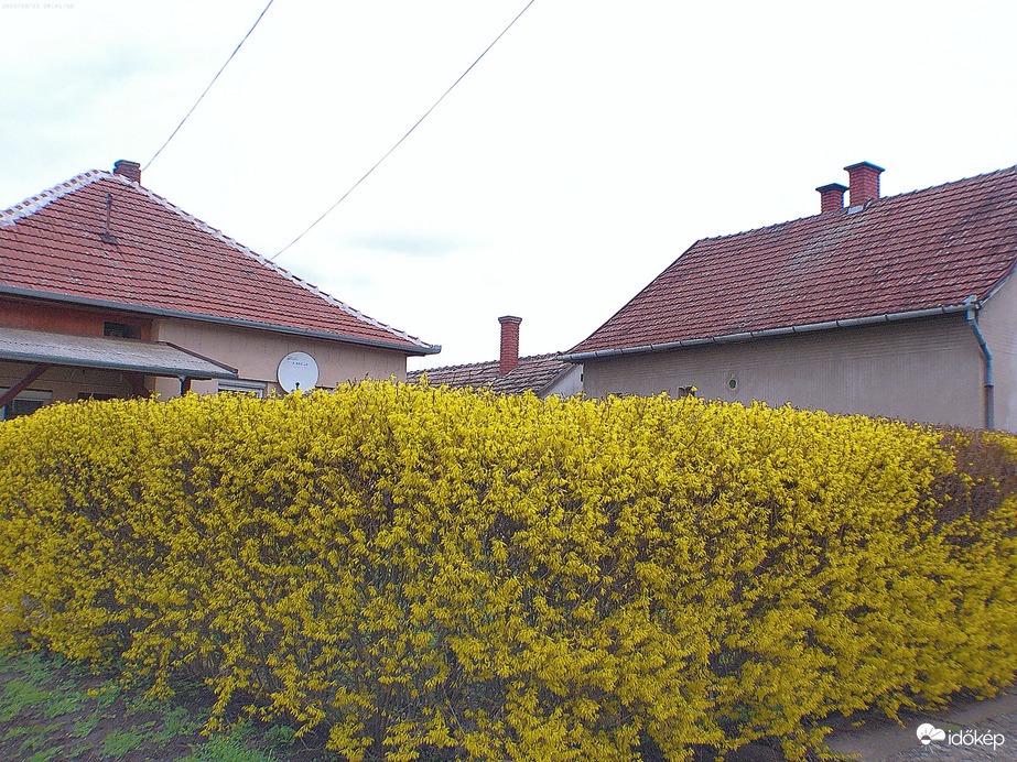 Aranyeső bokor 1