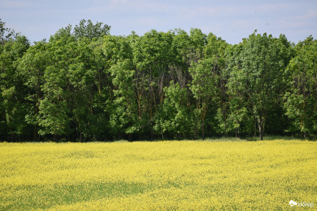 Repcemező Dévaványán 6