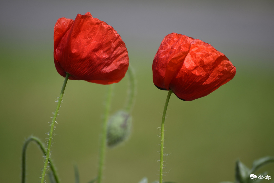 Mindjárt itt a pipacs szezon! :) 