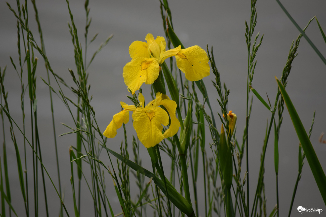 Sárga Nőszirom 2
