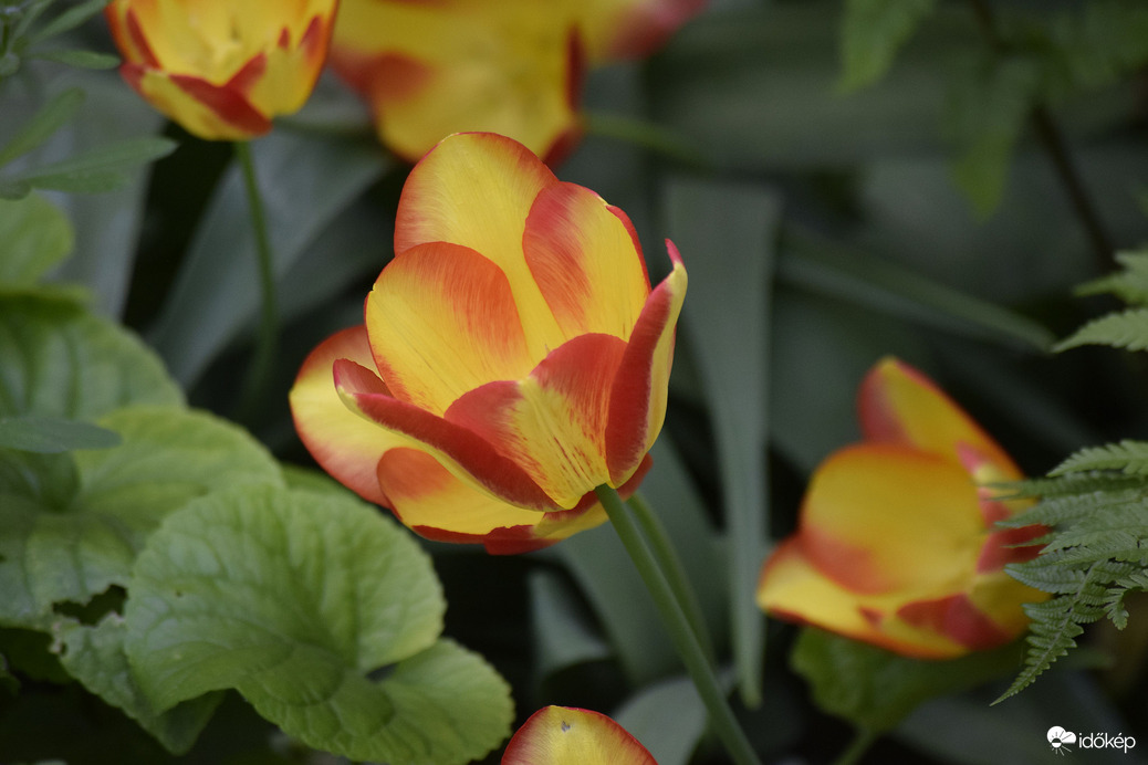 Tulipán a kertben 2