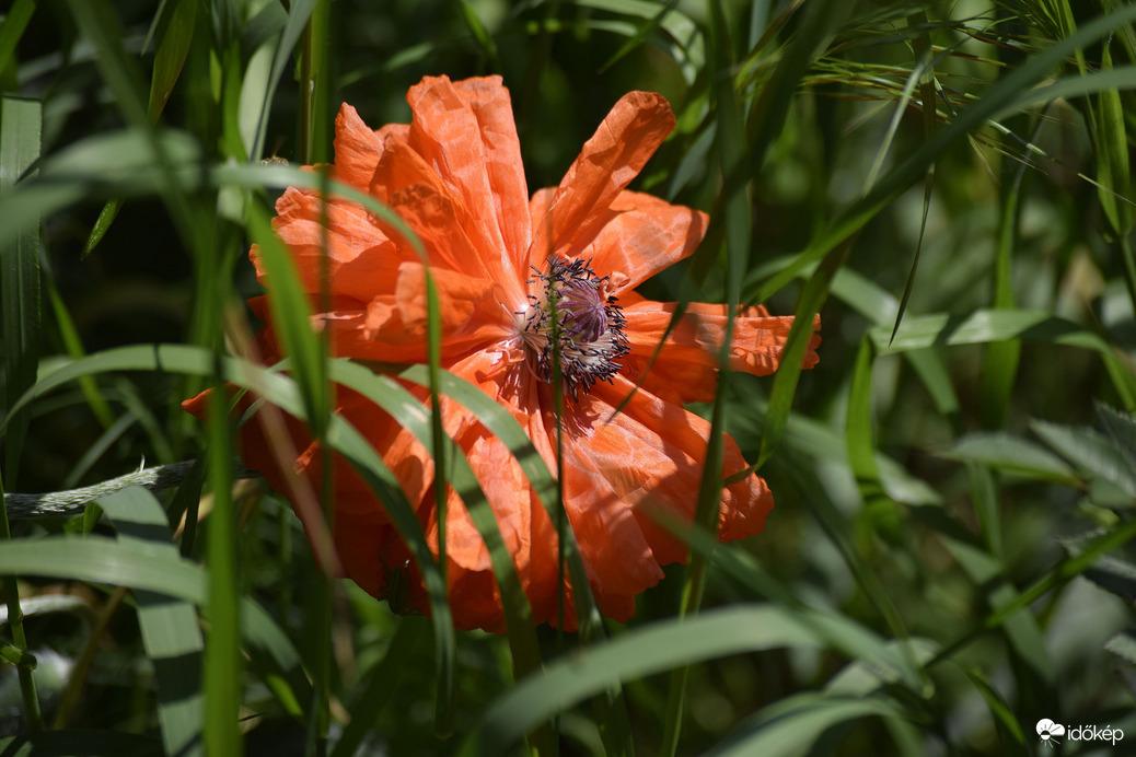 Díszpipacs a kertben