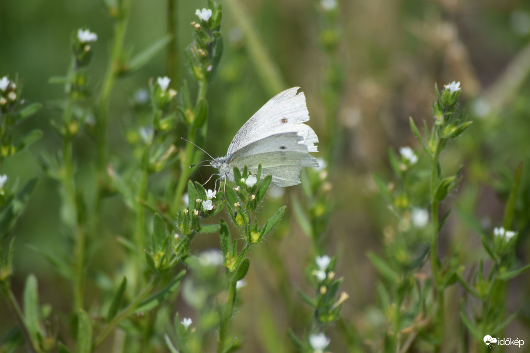 Pillangó a mezőn 1