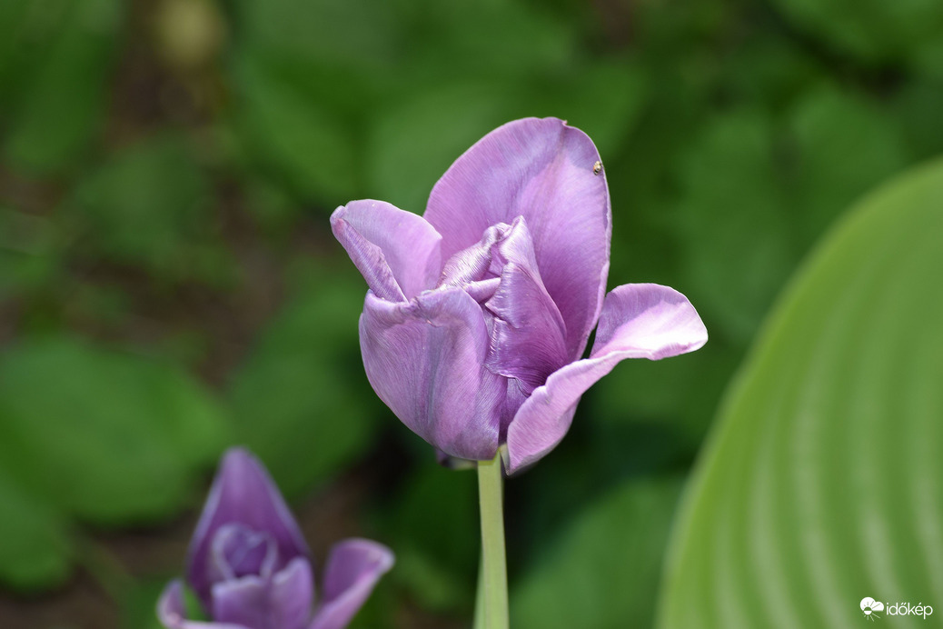 Tulipán a kertben 1