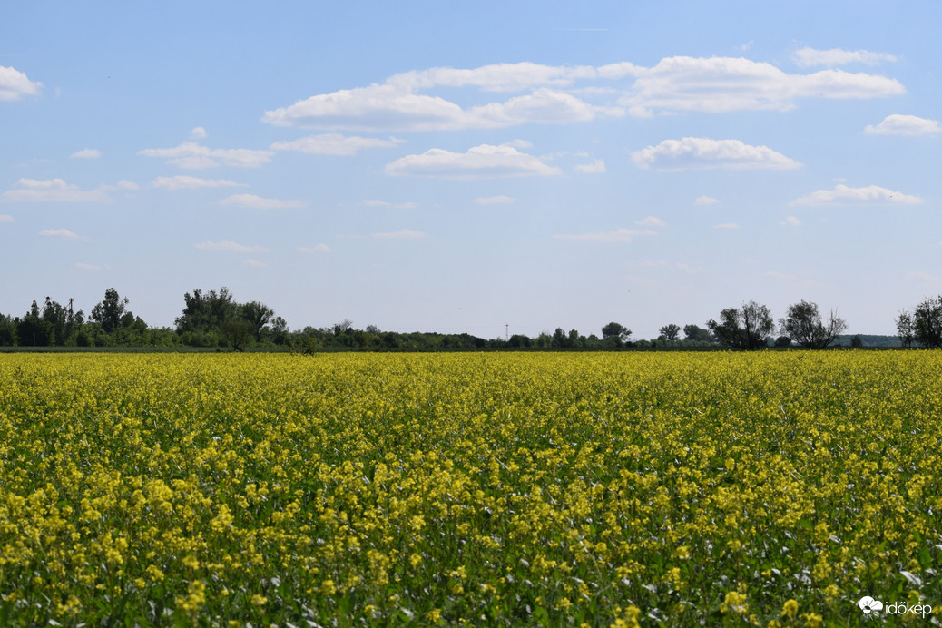 Repcemező Dévaványán 2