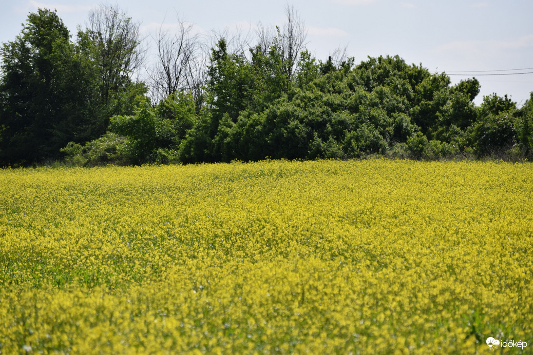 Repcemező Dévaványán 7
