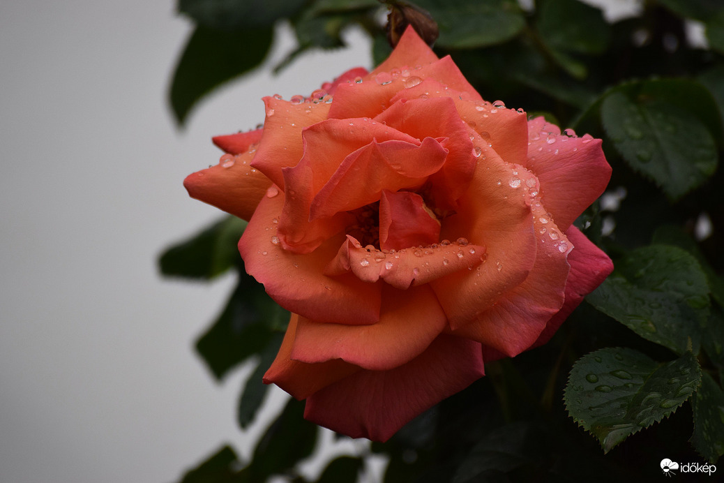 Eső utáni rózsa
