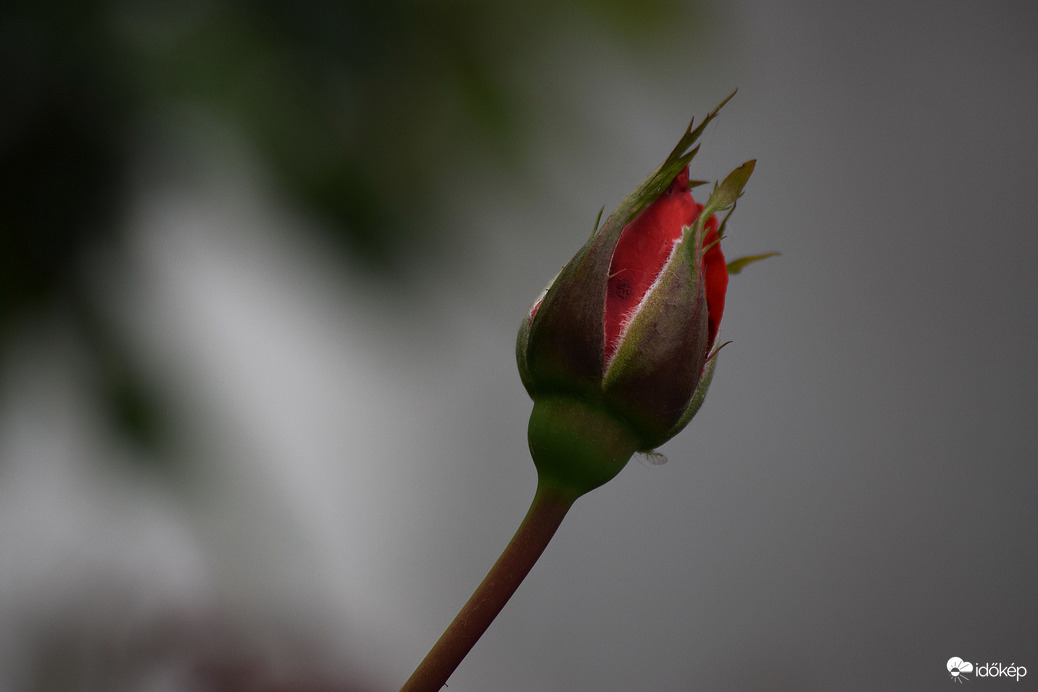Félig kinyílt rózsa
