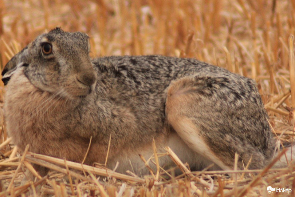 Hódmezővásárhely