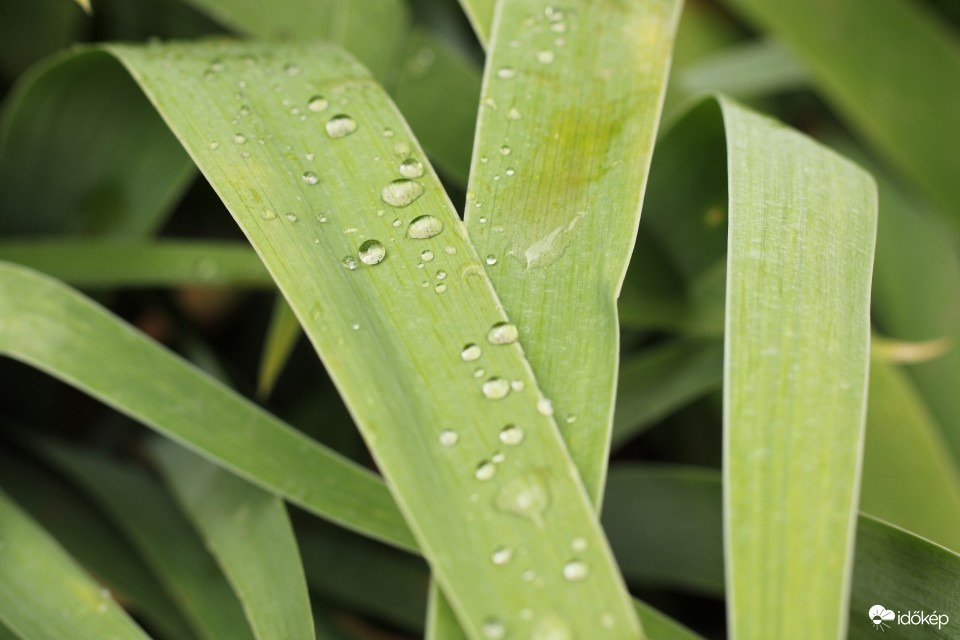 Hódmezővásárhely