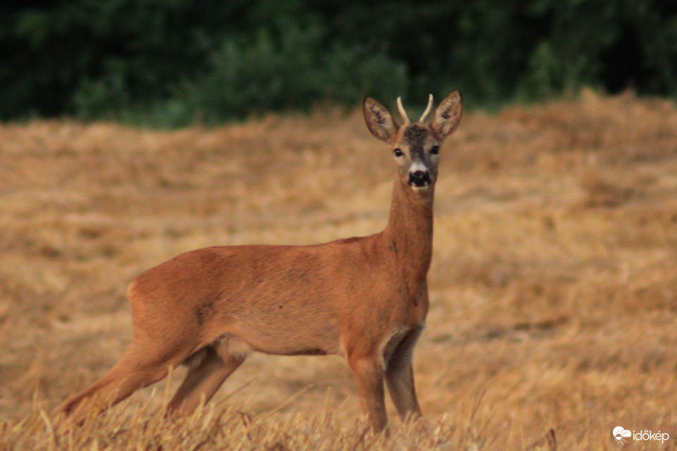 Hódmezővásárhely