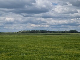 Jákfa