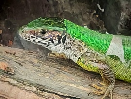 Àtvàltozàs