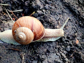 Az egyszarvú
