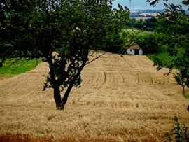 Búza föld présházzal
