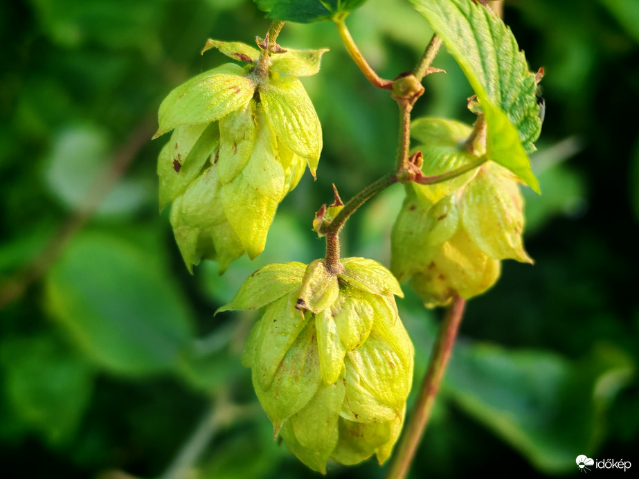 Közönséges komló