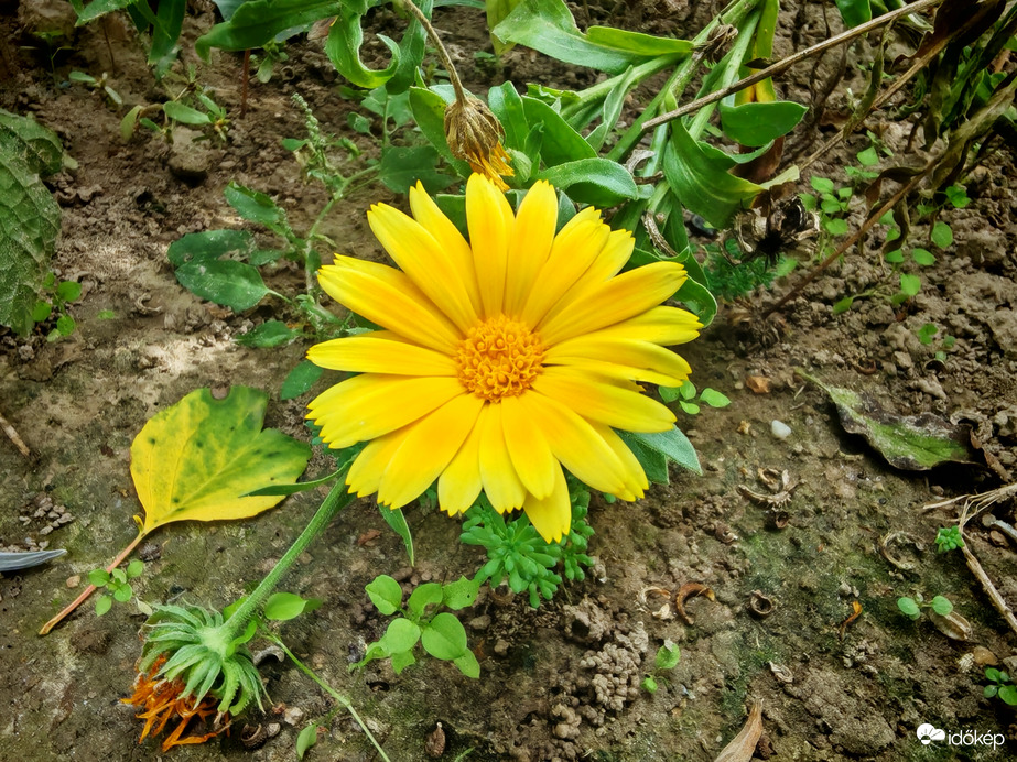 Elmúlás, megújulás. 