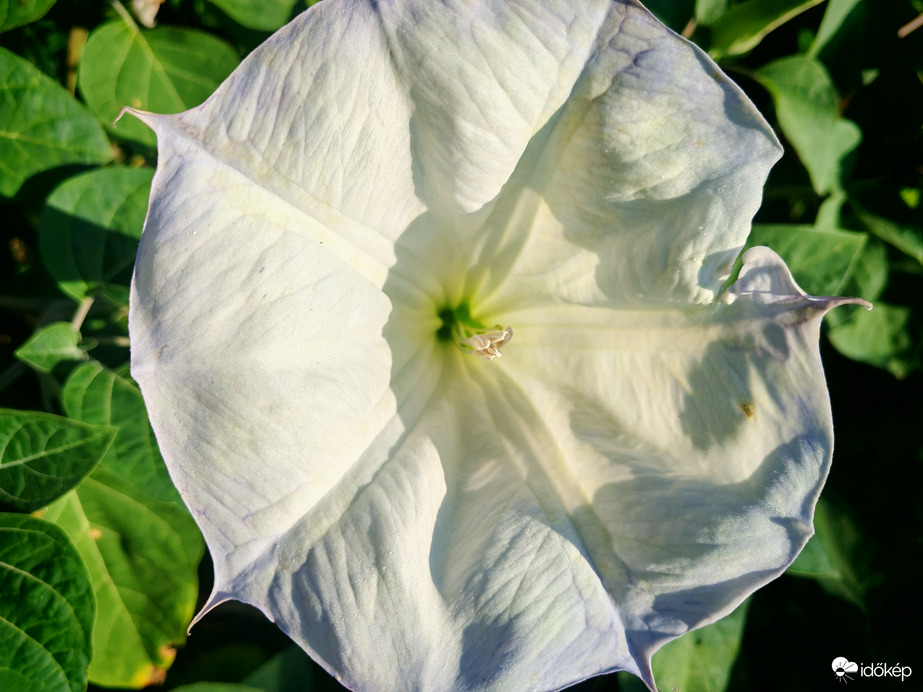 Mintha gyürőtt lenne... 