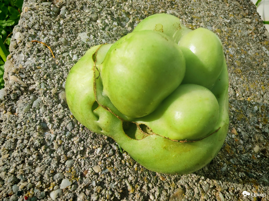 Furcsaság-zöldparadicsom