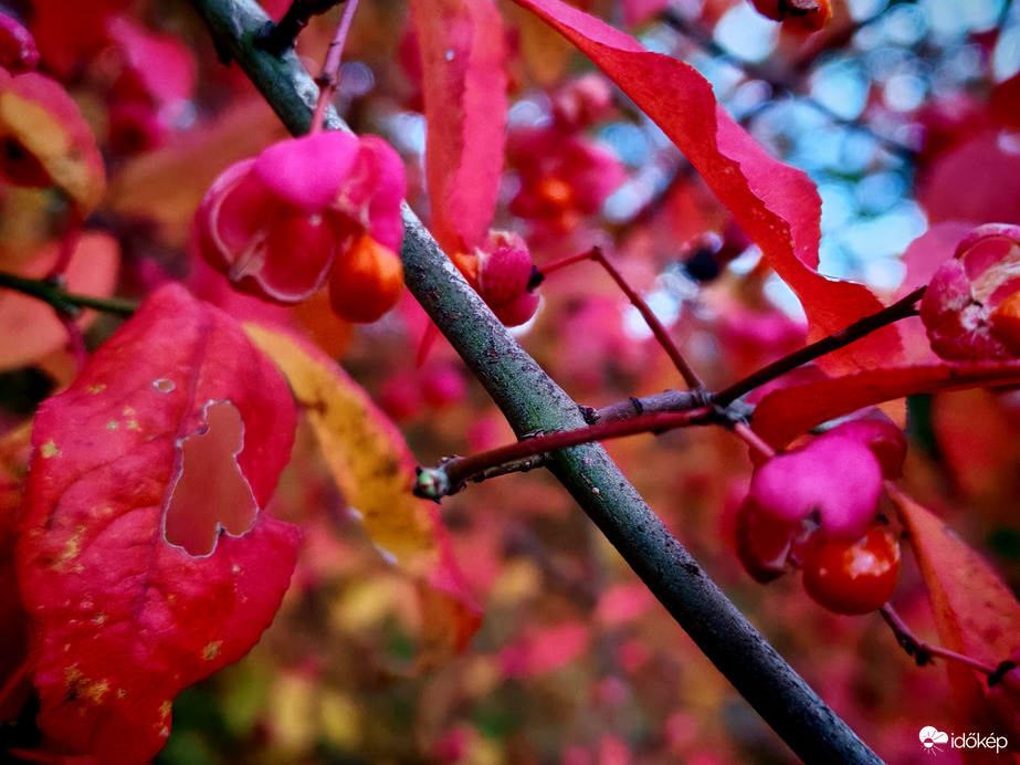 Kecskerágó megrágva. 