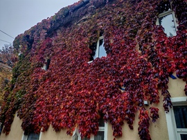 Vad szőlővel befutva. 