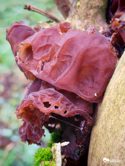 Júdásfül gomba. 