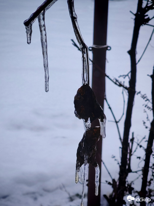 Jégbe fagyott levél.1