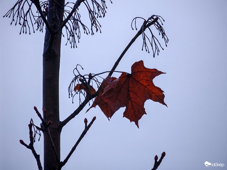 Itt maradt hirmondónak. 