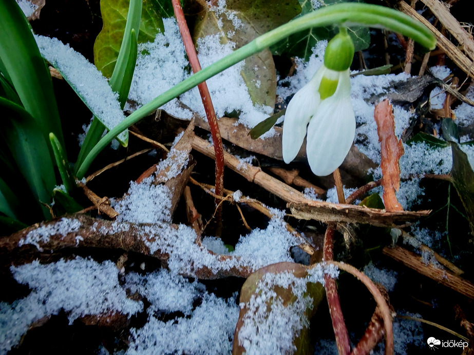 Tényleg hó virág. 