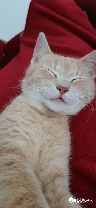 Zsömi cica üdvözlete a meleg szobából. 