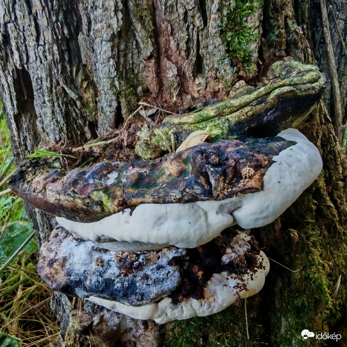 Taplógomba. 