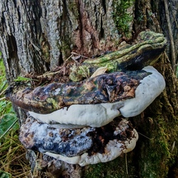 Taplógomba. 