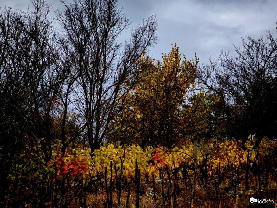 Szinesedő szőlő. 