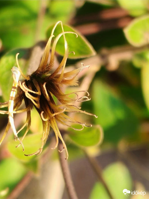 Elnyílt iszallag virág. 