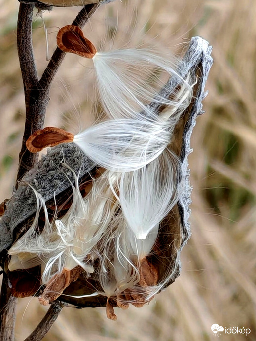 Selyemkoró termése