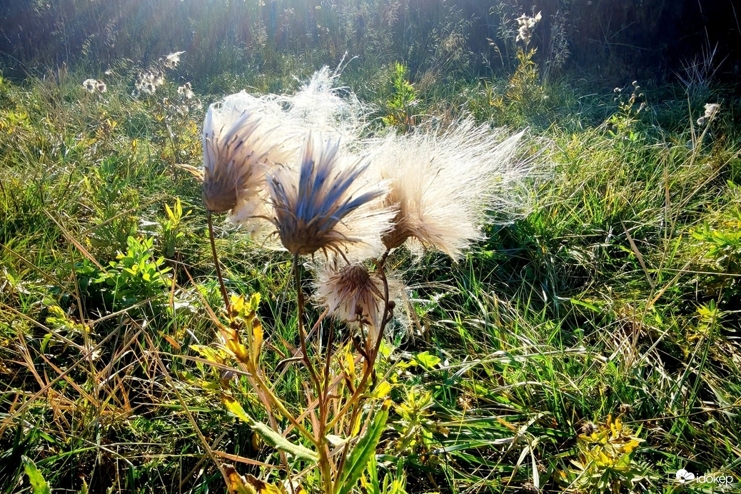 Szélfújta mezei aszat.