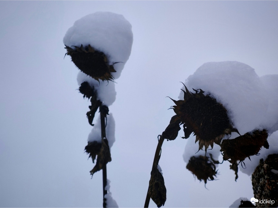 Mikor még volt hó. Bubifrizkó 